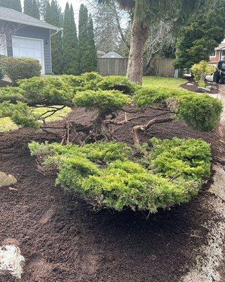 Bonsai'd juniper!