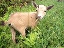 Nigerian Dwarf goats for brush-clearing