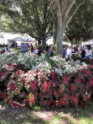 The Caladium Festival