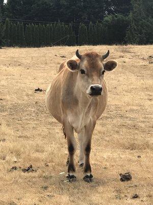 Neighborhood cow