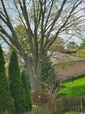 The Tree Surgeon