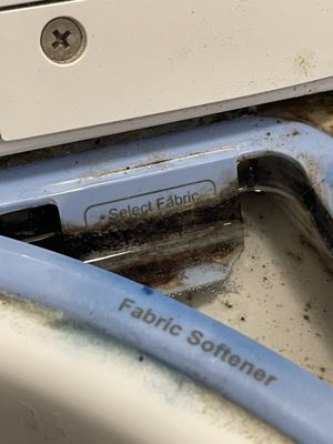 Mold in the washer