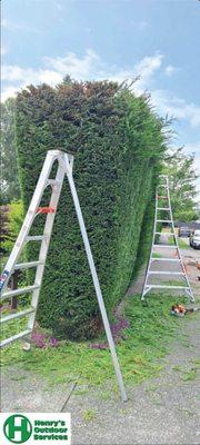 Hedges