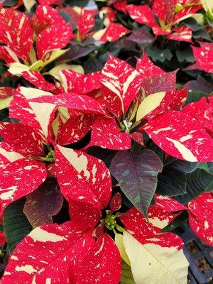 Poinsettias