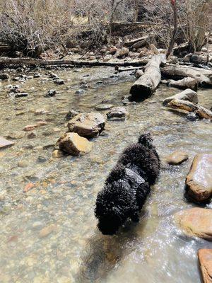 Ziggy in the water!