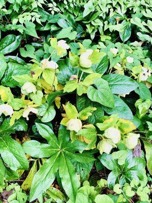 Hellebore on their last summer bloom