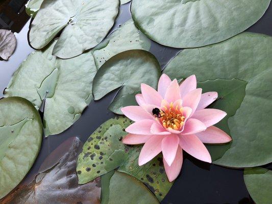 Water lilis pollinating