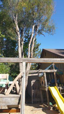 largest tree, smallest drop zone by hand. it grew inbetween 5fences, swingset, toolshed, front, back, neighbors yard and the house...