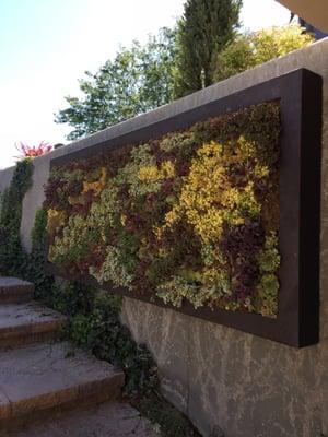 Sedum framed by an oil rubbed bronze metal frame adds color and life to this dull concrete wall