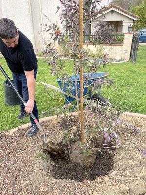 My husband planting the new tree