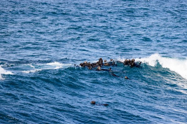 raft of otters offshore