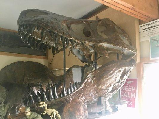 T-Rex skull