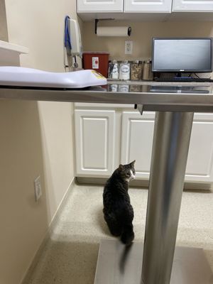 Coop in the exam room