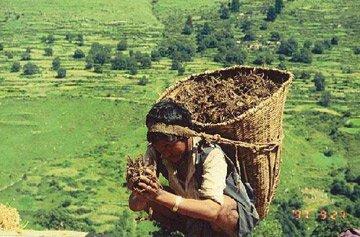 Spikenard harvester in Nepal.