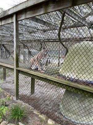 Rocky the bobcat