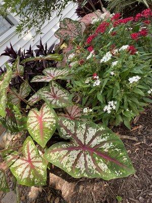 Caladiums