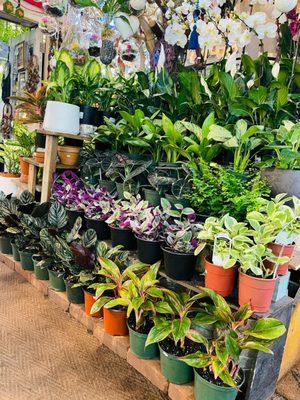 The best and only selection of plants for interior and exterior. Our experience for 18 years in the growth and maintenance of our plants...!