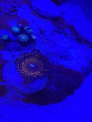 Zoa opened after 2 hours in my tank