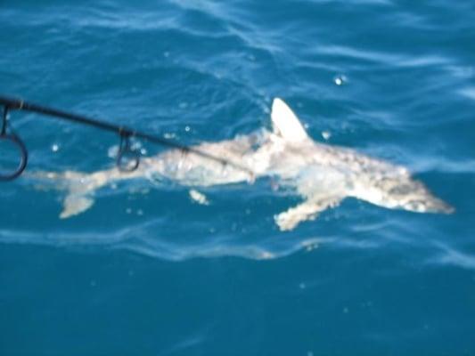 nice 6' black tip shark from the Gulf