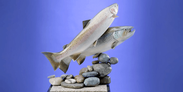 Top: Steelhead Rainbow Trout, B.C. Canada Bottom: Sea Run Brown Trout, Argentina