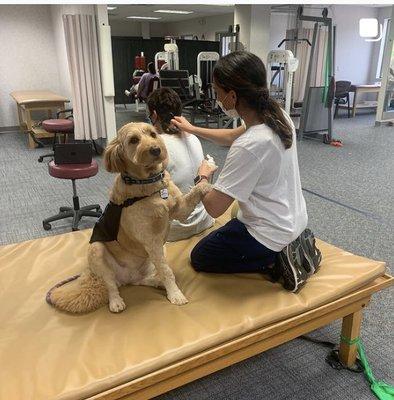 Our therapist, Leah, accepts a hand, er, paw, from a patient's assistant!