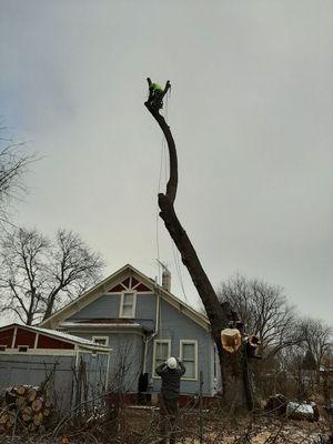 Tree removal