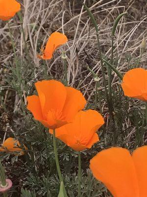 California Poppy...happy on the coastal areas!