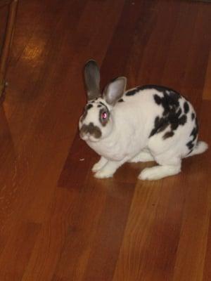 Jack- our rabbit from HRN