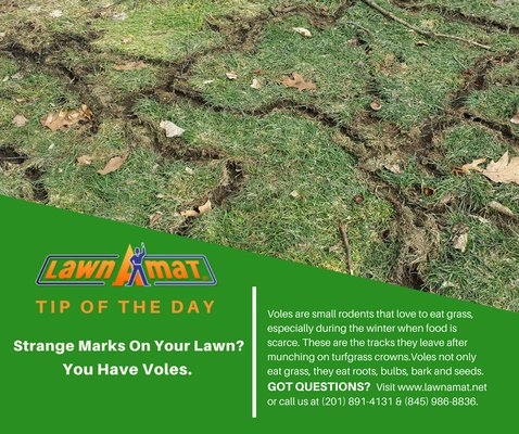 Lawn A Mat brings you the Tip of the Day! Strange Marks On Your Lawn? You Have Voles.