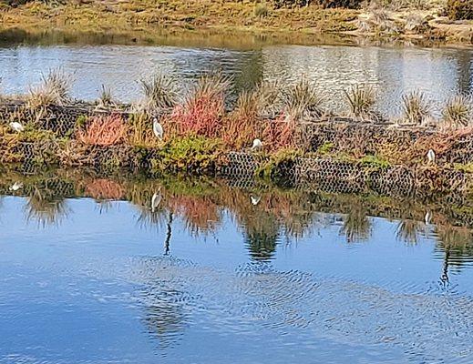 Actually this is the Oxford Basin which is adjacent to Birke Park.  A home to few elegant bird species just chilling.