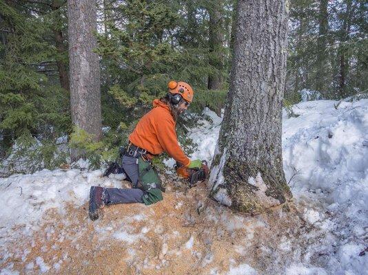 Magic Tree Removal and Trimming Service