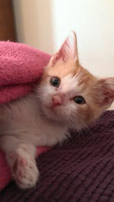 Oliver at 4 weeks old, the day he was diagnosed with ringworm