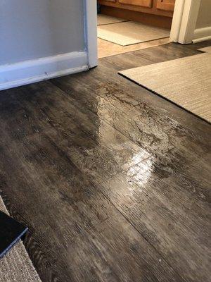 This is water seeping up through the laminate flooring.