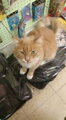 Rupert, the shop cat