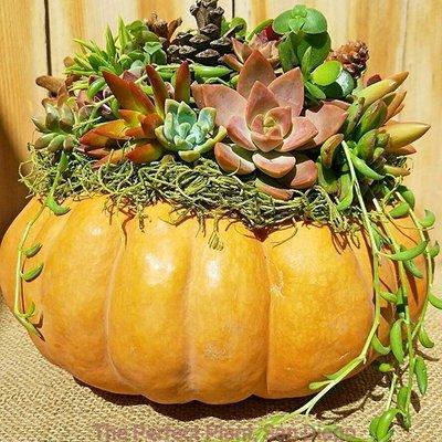 Succulent topped pumpkin, a fall accent for your patio, balcony, garden, etc, that will last several months.