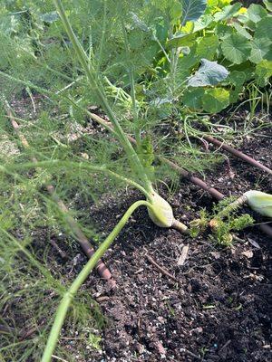 Fennel in the garden