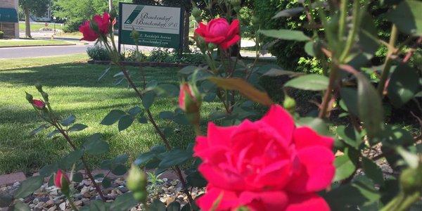 Roses bloom by the front stairs of the Benckendorf & Benckendorf, P.C., office in Peoria, Ill.