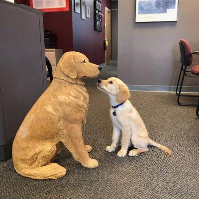 Office puppy Guinness