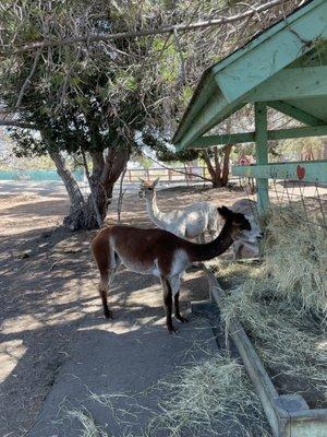 alpacas