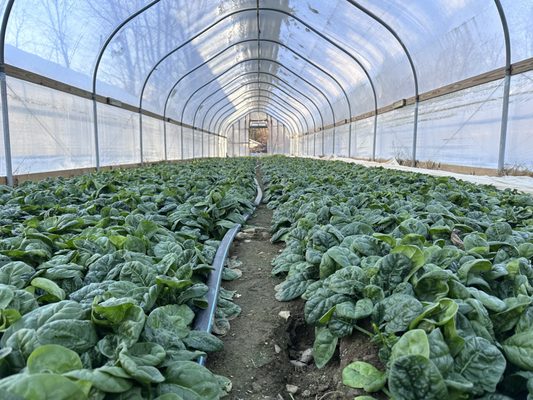 Spinach greenhouse