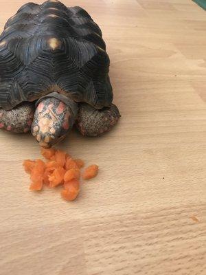 Hello, my name is Ms. Piggy. I AM Princeton Early Prep's, nutritional Redfoot Tortoise, " I model how to eat healthy, I love my vegetables".