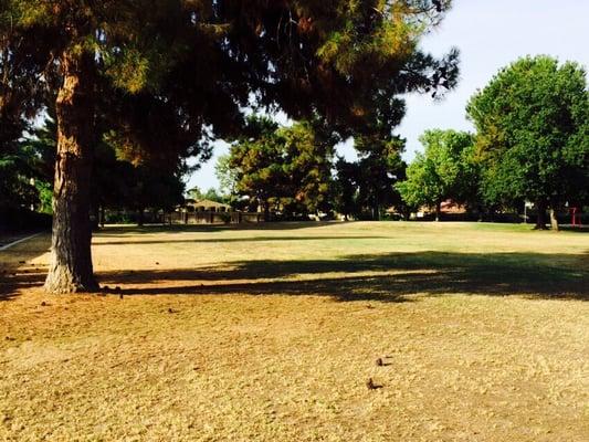 Plenty of grass and shady trees