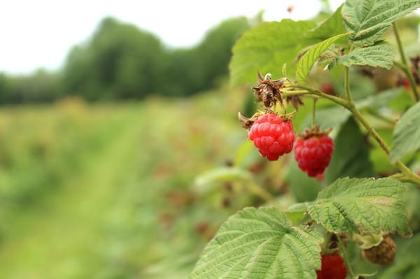 Raspberries