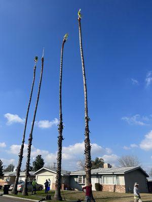 Palm tree trimming