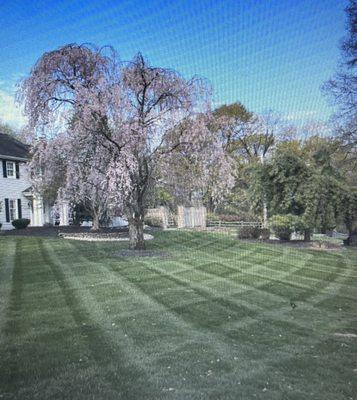 Is that met life stadium or my front yard! #1 Preferred: Shade Tree Lawn and Landscaping LLC, best in the parkway