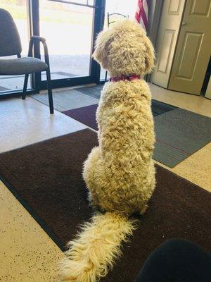 Kelley's Heating & Air's resident door greeter "Gretchen" the goldendoodle!