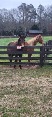 Next door fencing