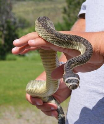 Rattlesnake Aversion Training and Rattlesnake Vaccines Offered