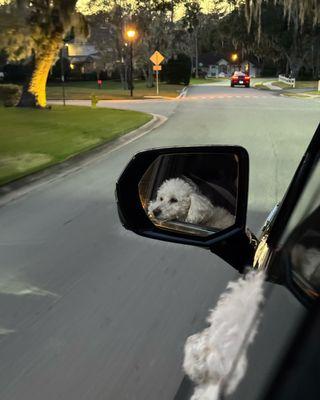 At Home Mobile Veterinary Clinic