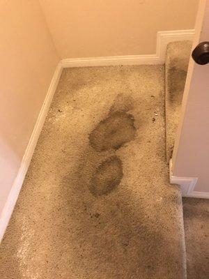 Stairs with animal stains before